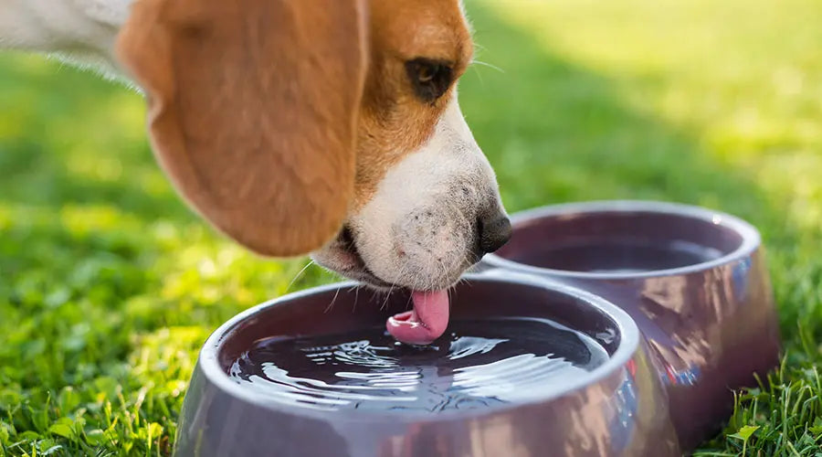 How to tell if your dog is dehydrated