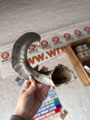 Lamb Horn - Medium