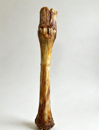 Red dear leg
