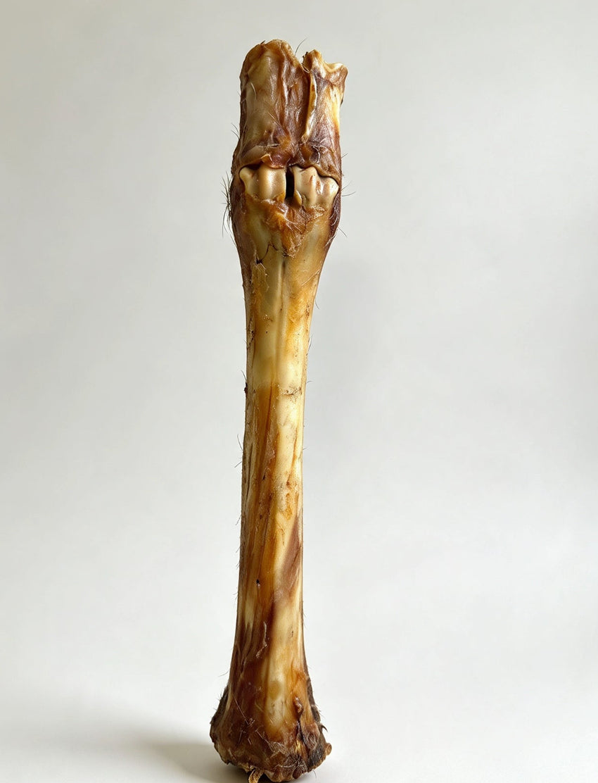 Red dear leg
