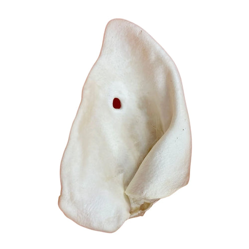 Large Puffed Pig Ear