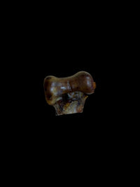 Mini Ostrich Knucke