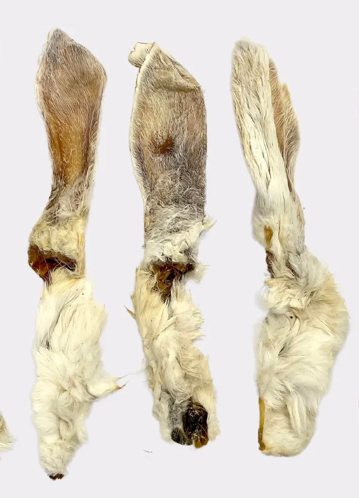 Ear Of A Rabbit Rabbit Ears Single